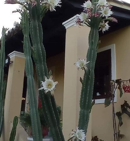 Roula'S House Villa Nymfai Dış mekan fotoğraf