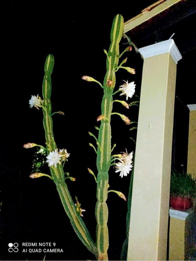 Roula'S House Villa Nymfai Dış mekan fotoğraf